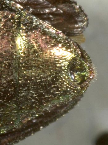 Media type: image;   Entomology 2696 Aspect: anal sclerite